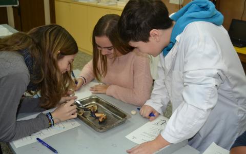 Disseccions al laboratori de biologia